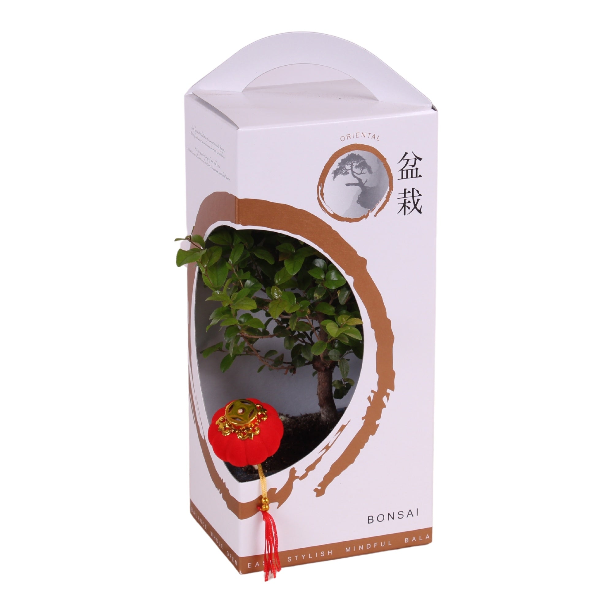 Bonsai (Indoor) Gemengd Keramiek + Giftbox