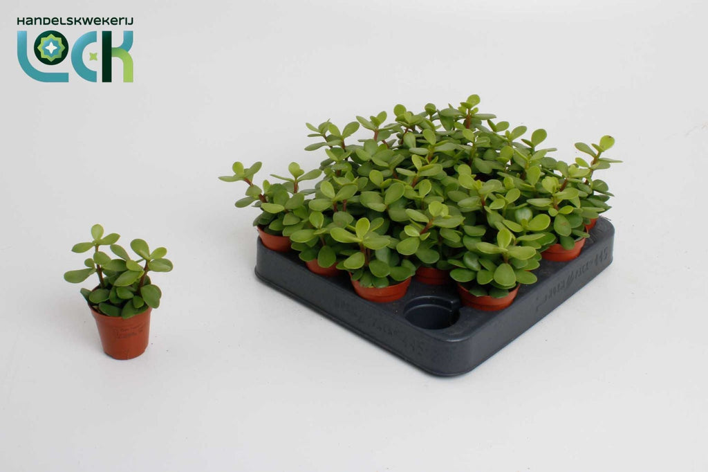 Portulacaria Afra
