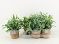 Phlebodium Blue Star Basket