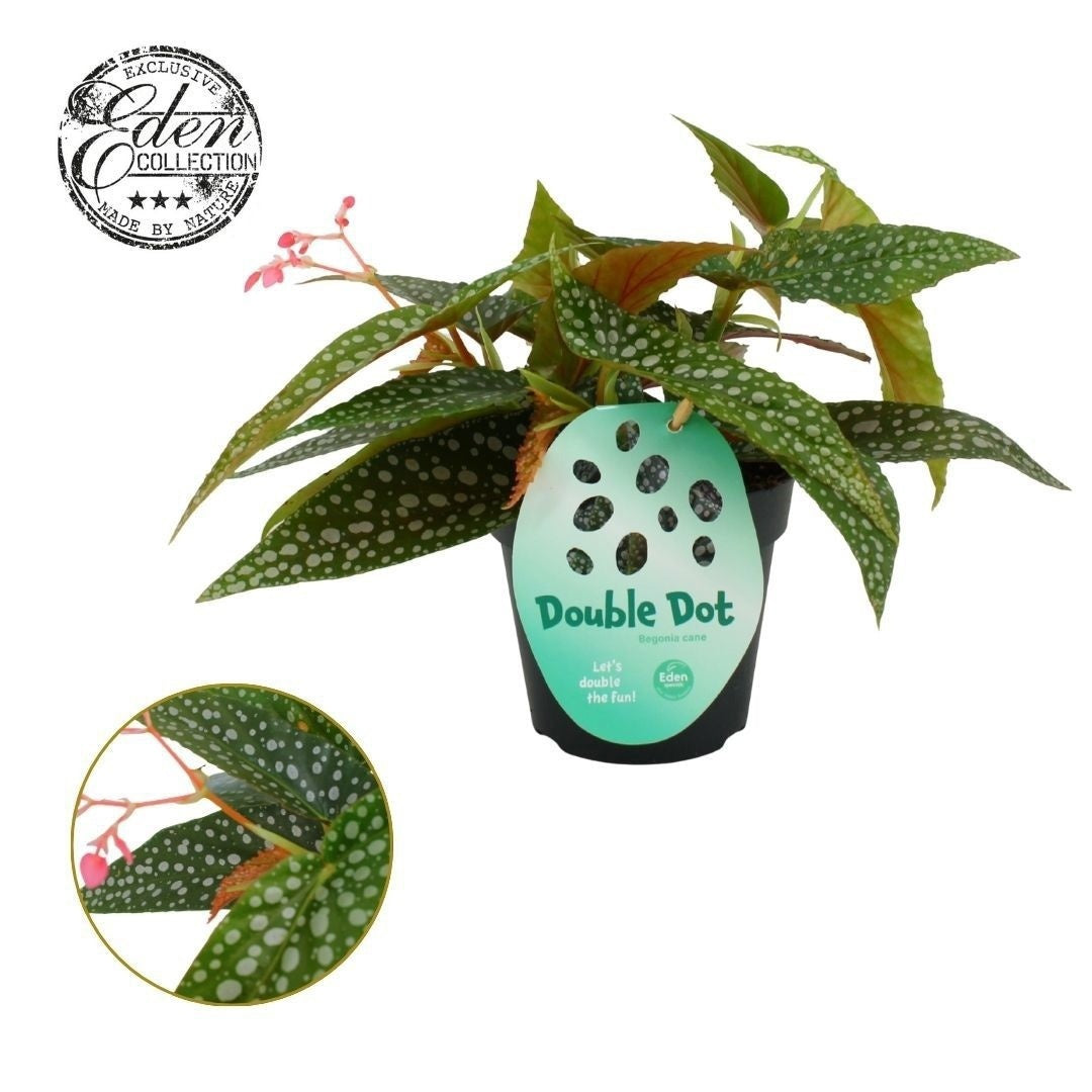 Beg Cane Double Dot