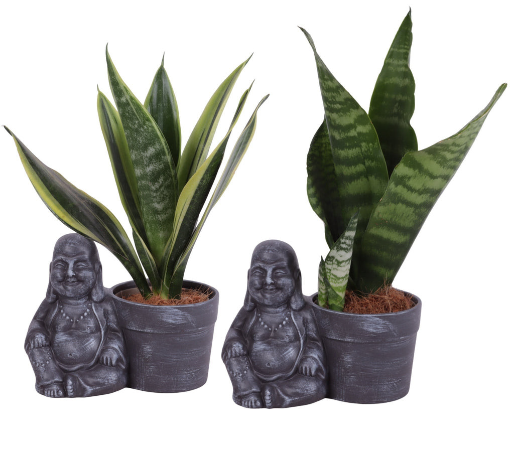 Sans Tri Gemengd Keramiek Buddha