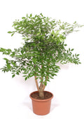 Heteropanax Chinensis
