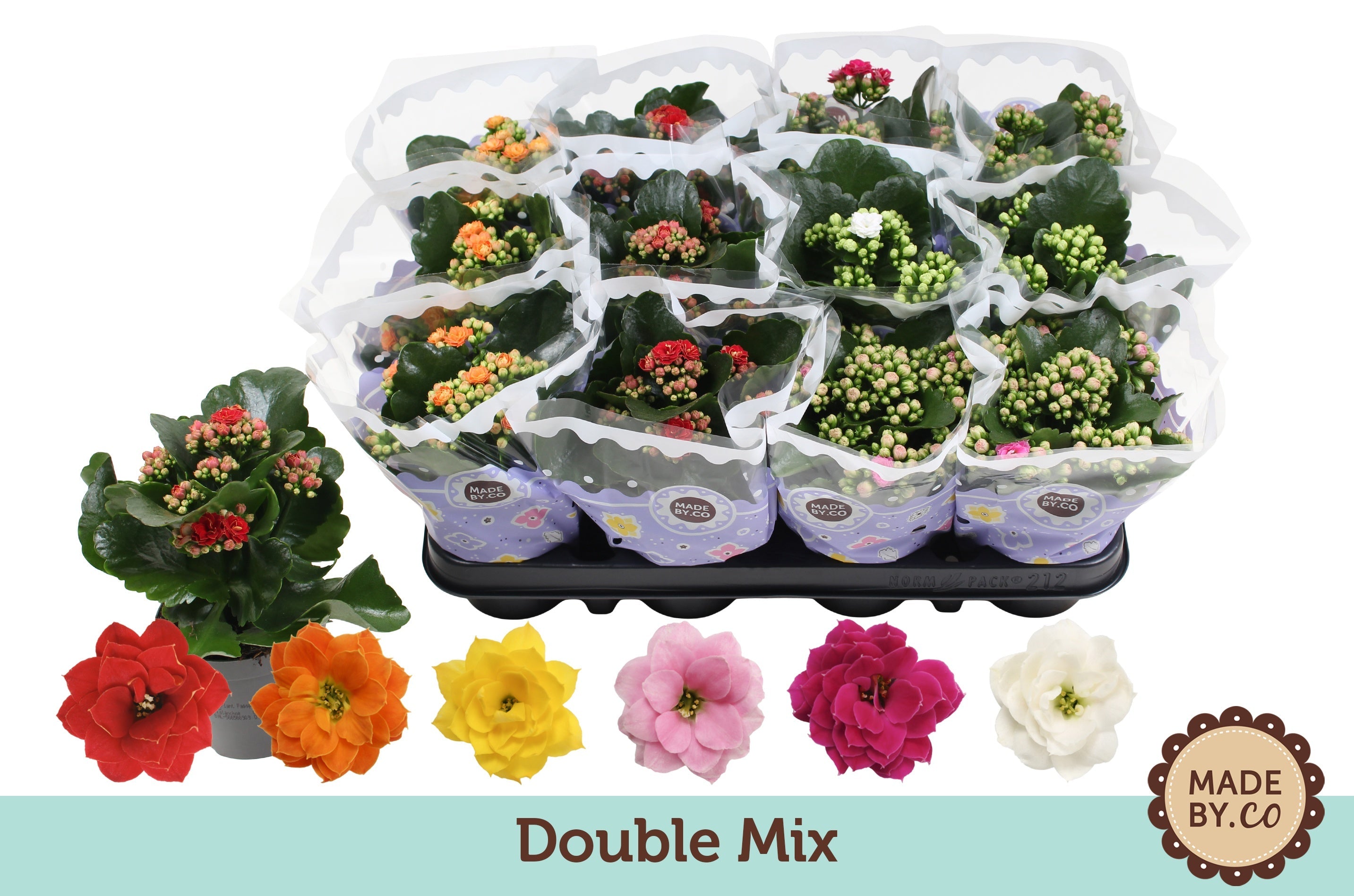 Kalanchoe Gev Gemengd