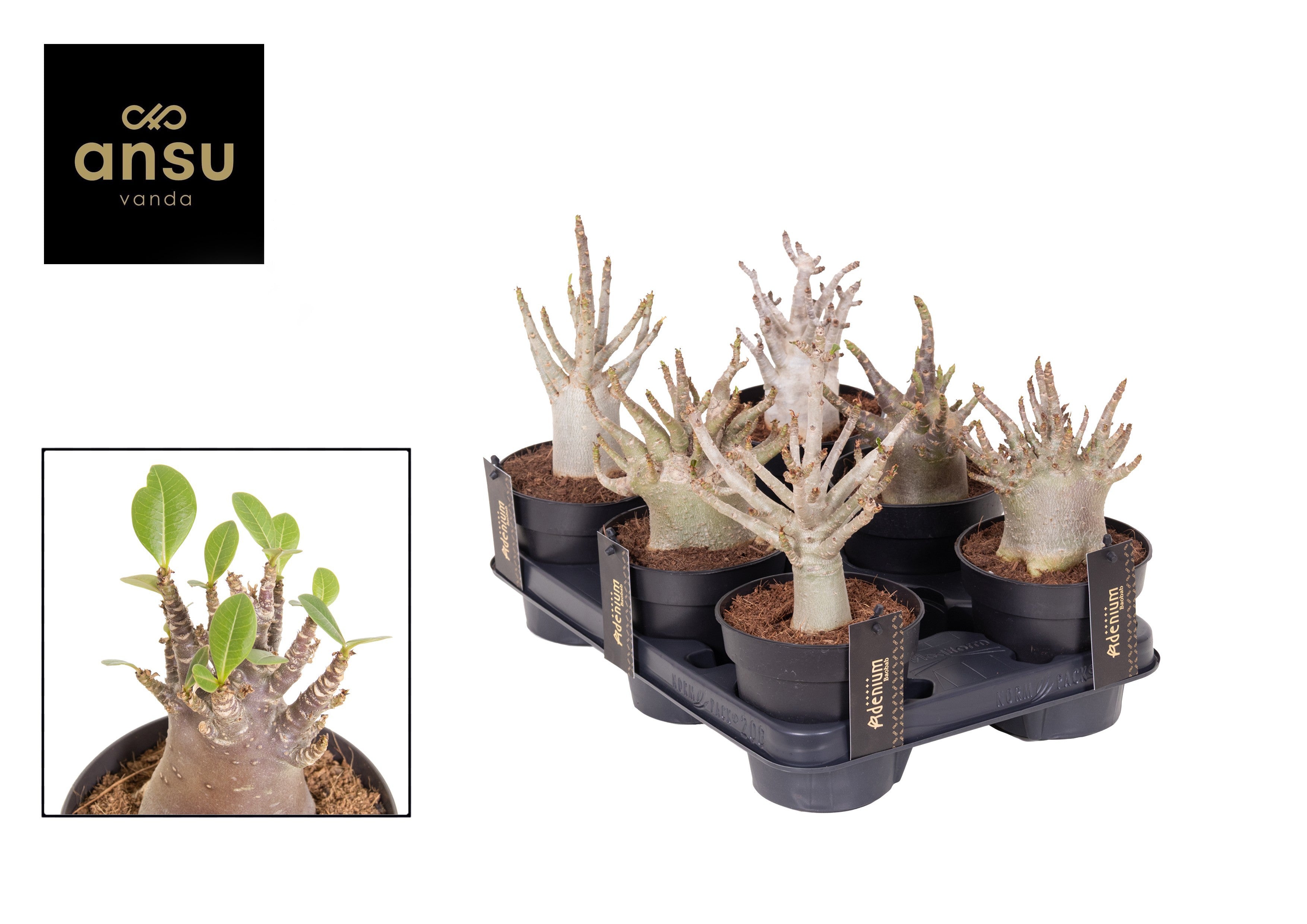 Adenium Baobab