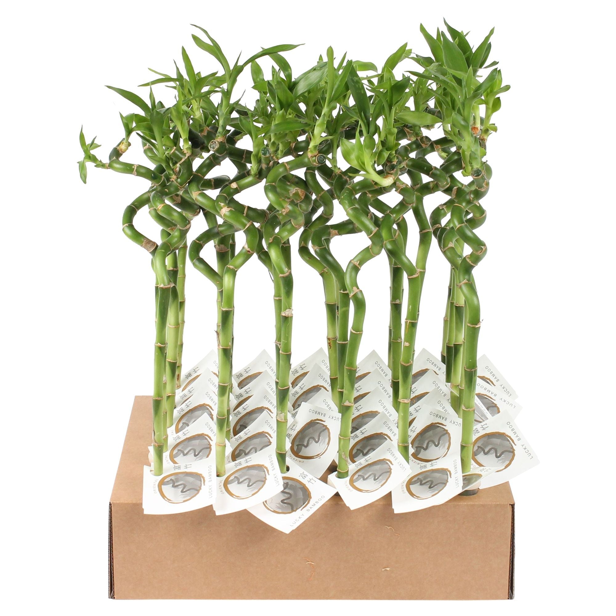 Dra Lucky Bamboo Spiral