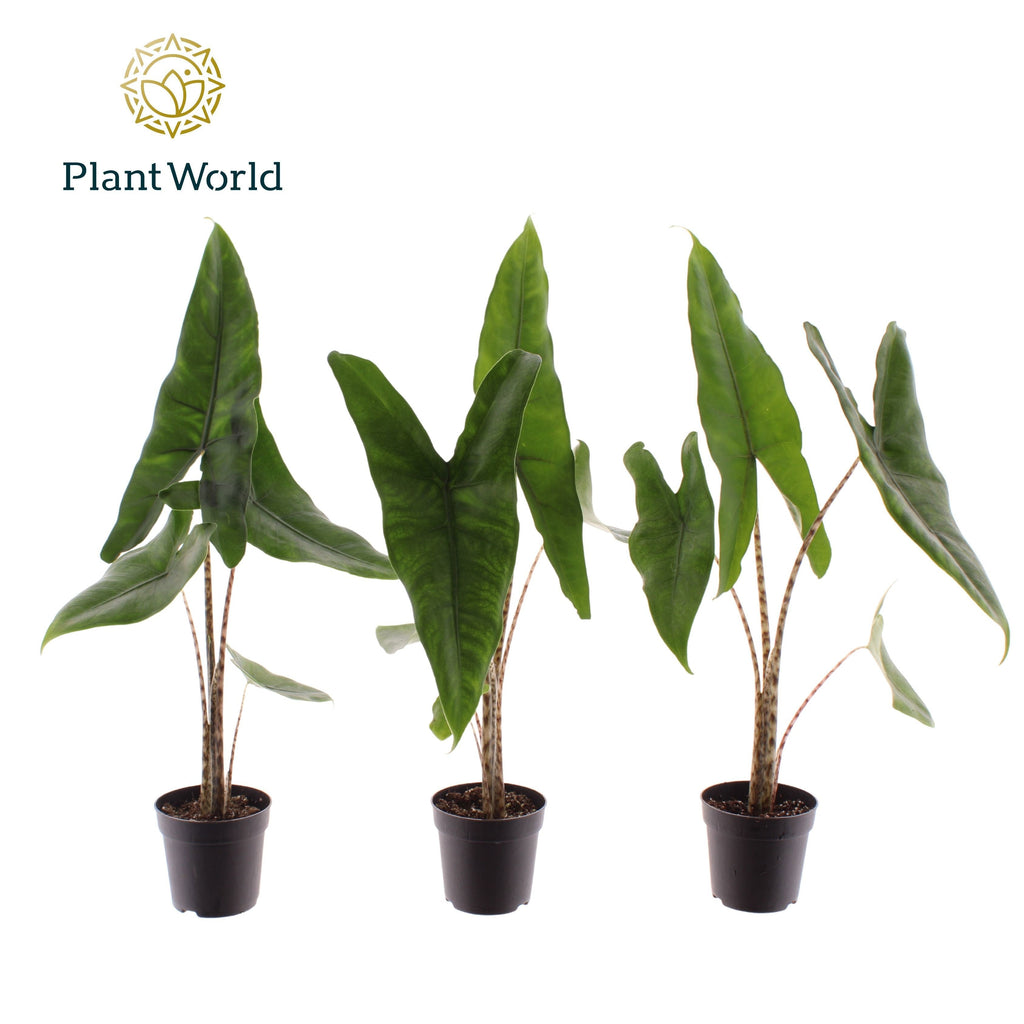 Alocasia Zebrina
