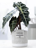Alocasia Polly Keramiek Jade