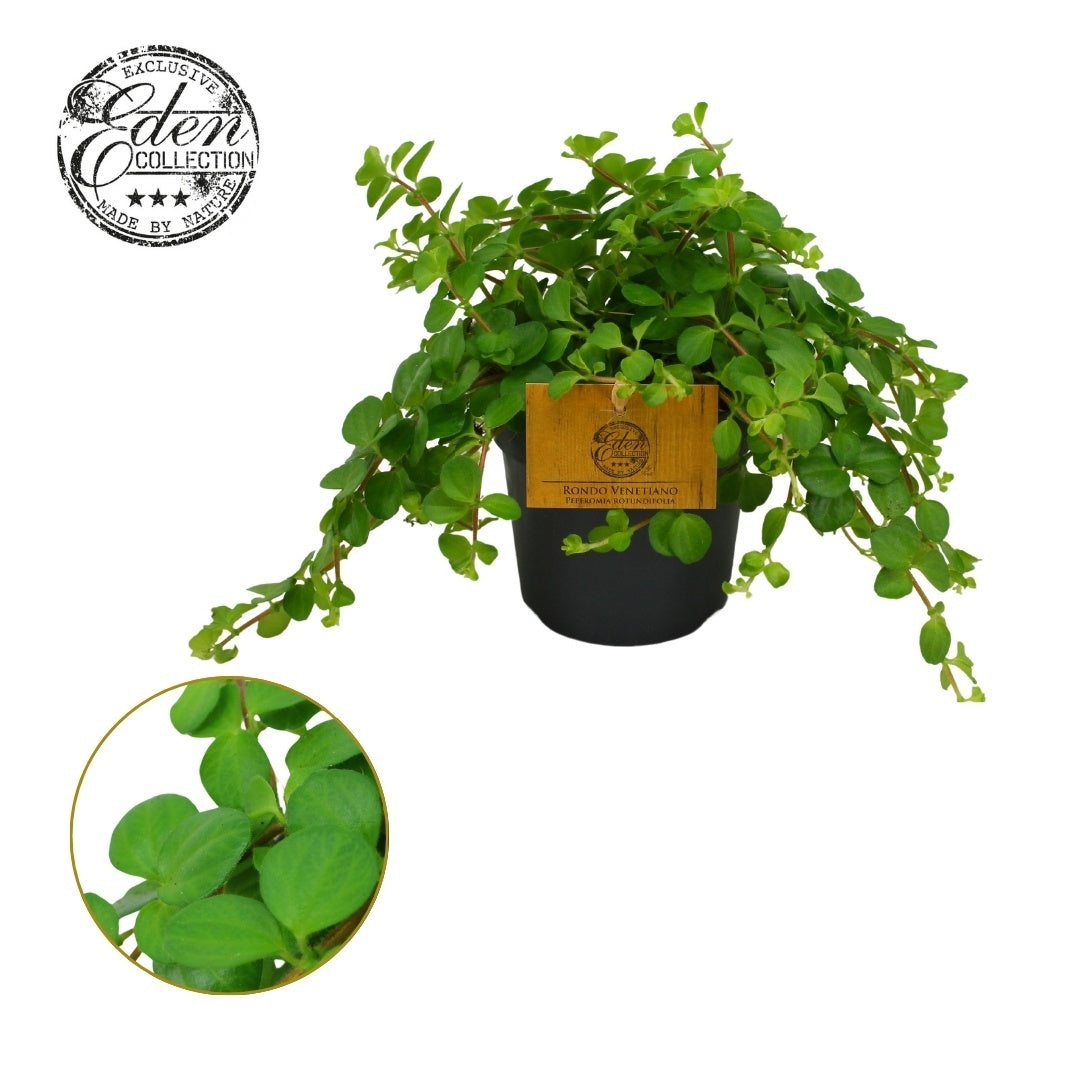 Pep Rotundifolia