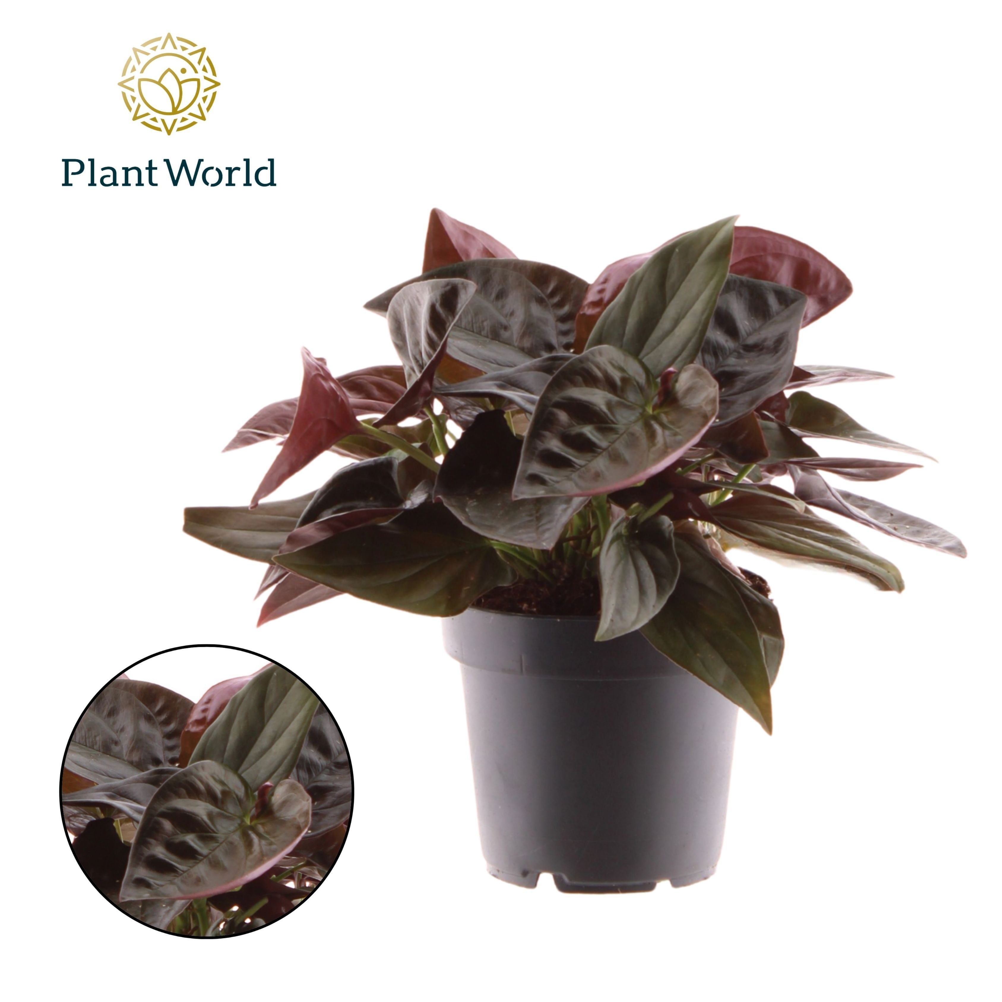 Syngonium Erythrophyllum Red Arrow