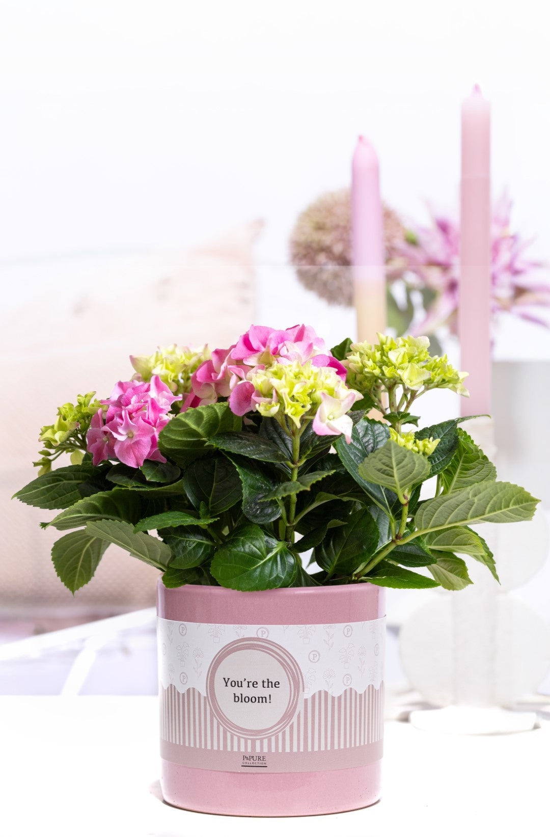Hydrangea M Early Rosa 2+ Keramiek You're The Bloom