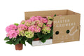 Hydrangea Macrophylla Sarena