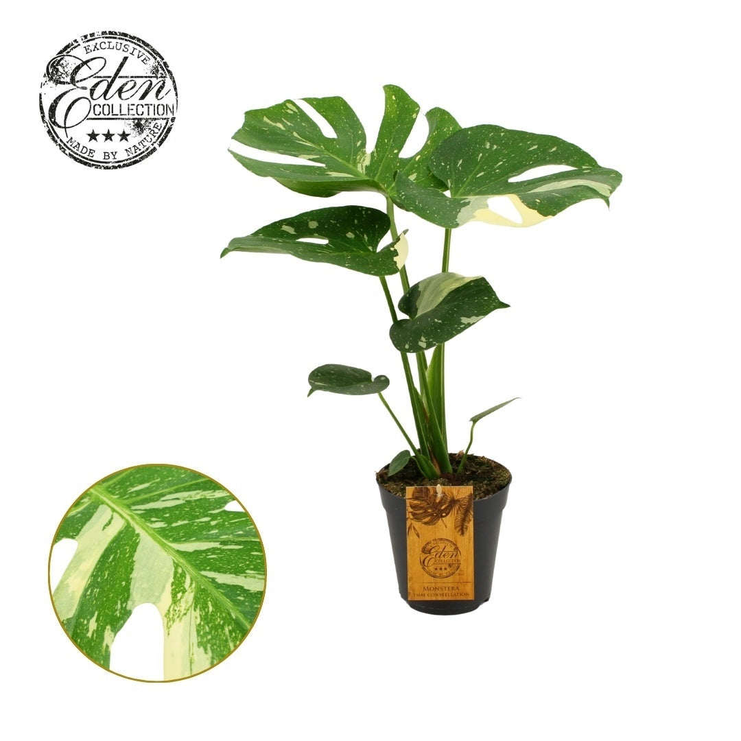 Monstera Deliciosa Thai Constellation