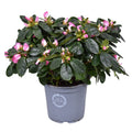 Rhodo Si Hulsten