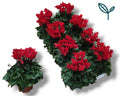 Cyclamen Per Ss Rood