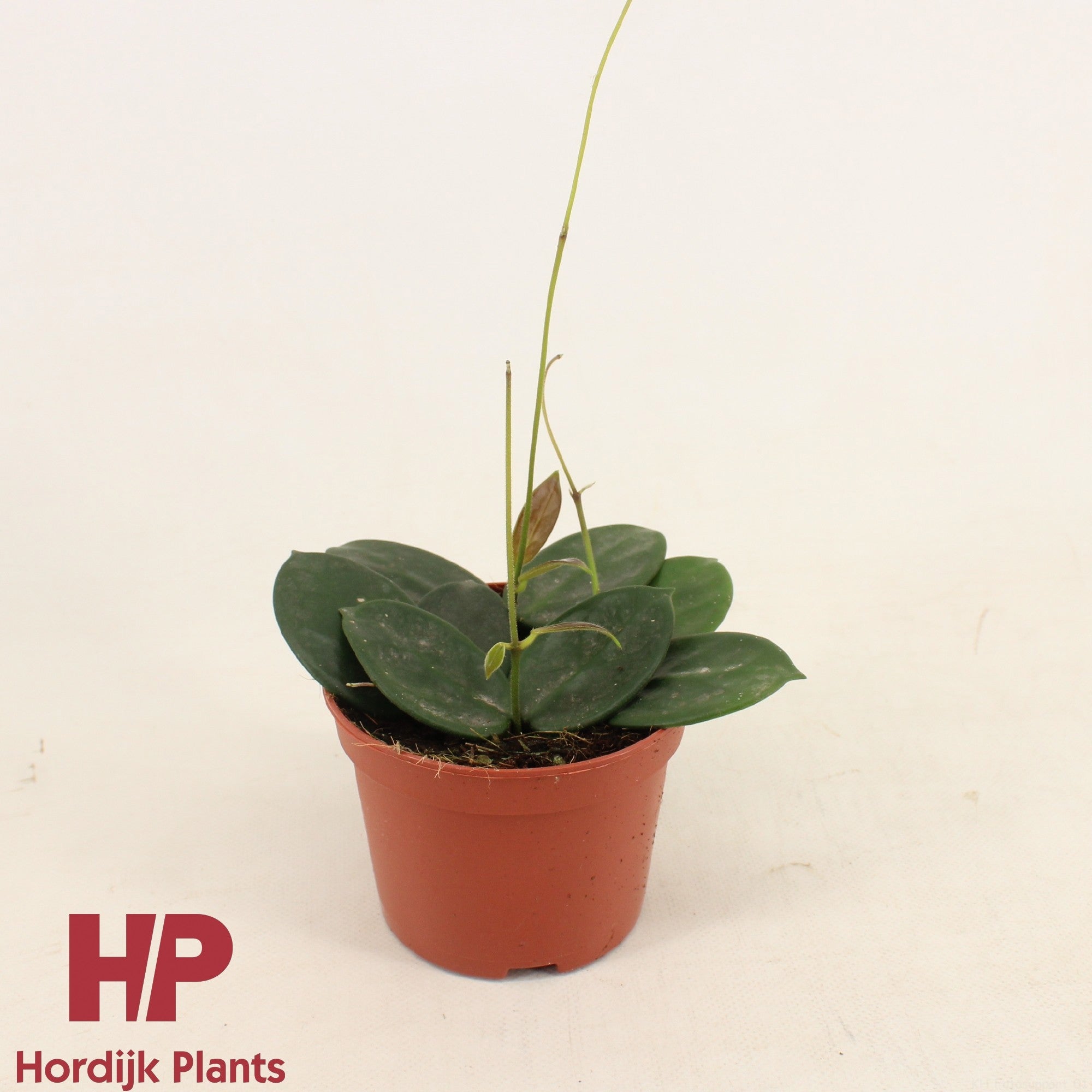 Hoya Vangviengiensis
