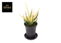 Sans Comet Chrysanta Lemon Zink Pot