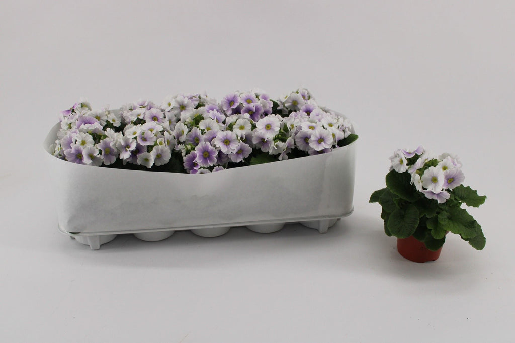 Primula Ob Blue White
