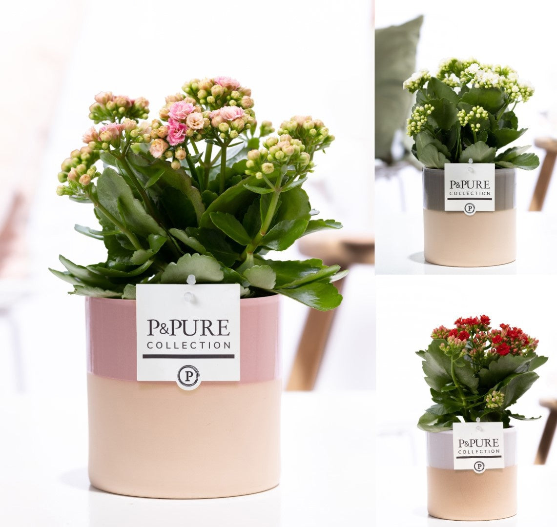 Kalanchoe Gev Gemengd Keramiek Tess