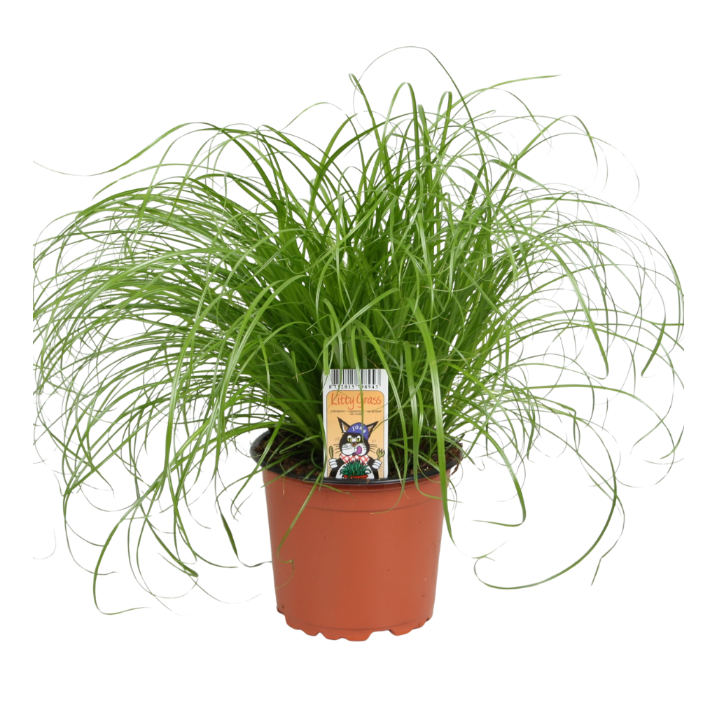 Cyperus Alternifolius Zumula