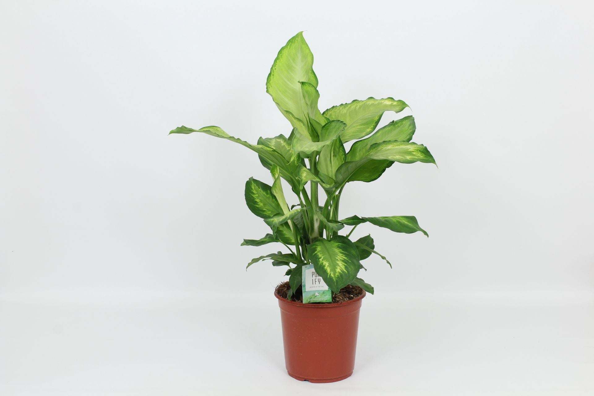 Dieff Ivory Green