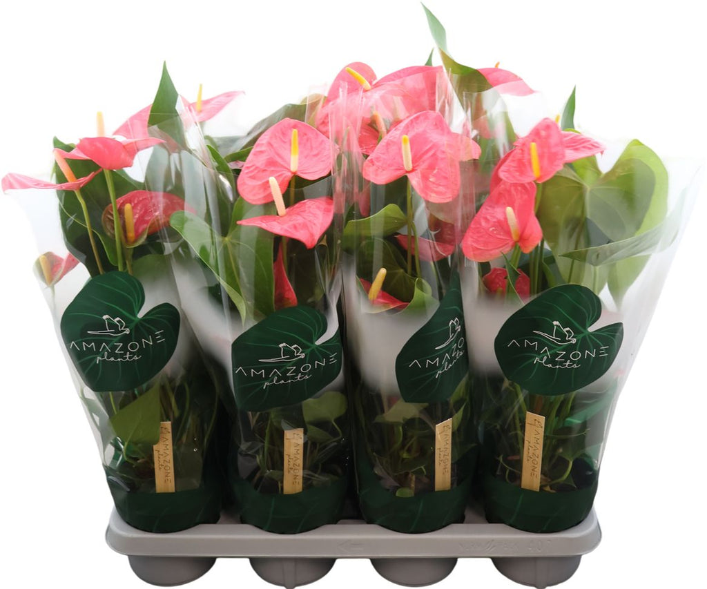 Anthurium An Colorado
