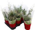 Jasm Poly Wit Struik 300 Knop Keramiek Rood