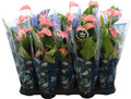 Anthurium An Joli