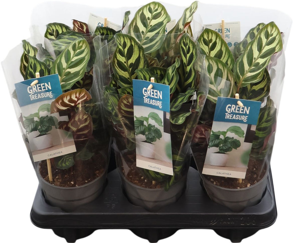 Calathea Makoyana