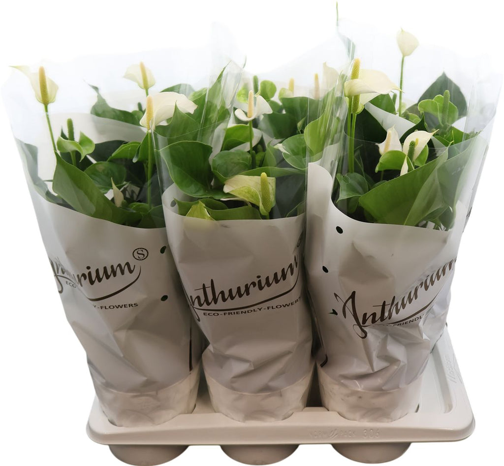 Anthurium An White Champ