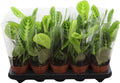 Maranta Lemon