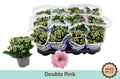 Kalanchoe Gev Roze