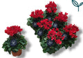 Cyclamen Per Garden Patio Rood
