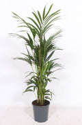 Howea Forsteriana 6pp