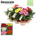 Gerbera Gemengd 2+ Feel Green
