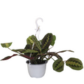 Maranta Leuconeura Fascinator