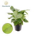 Homalomena Rubescens Maggy