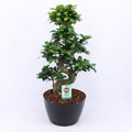 Ficus Mi Ginseng Keramiek Zwart