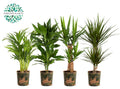 Ov Kamerplanten Gemengd Potcover Green Jewels