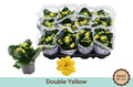 Kalanchoe Gev Geel