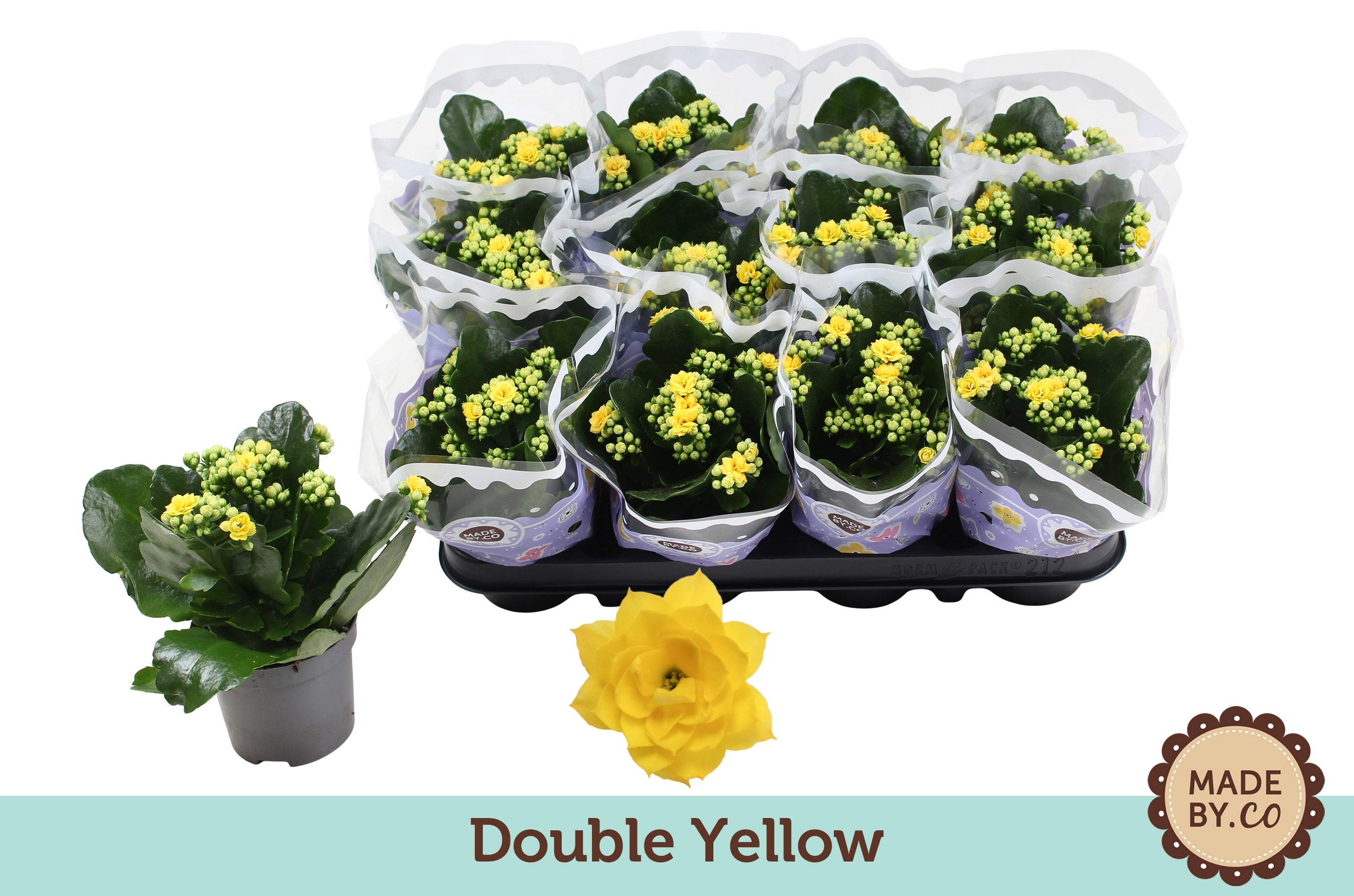 Kalanchoe Gev Geel