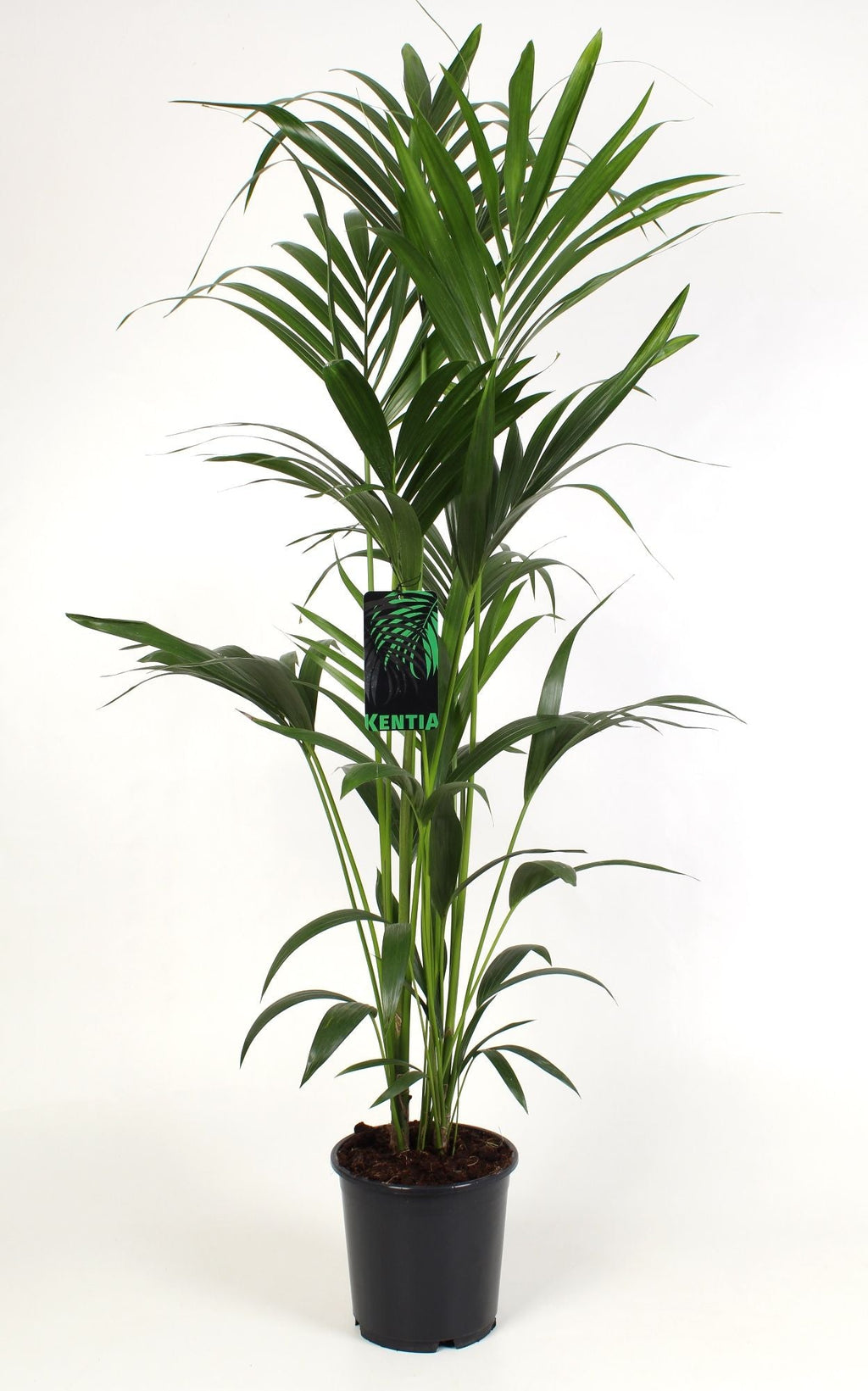 Howea Forsteriana 4pp
