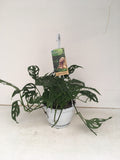 Monstera Obliqua