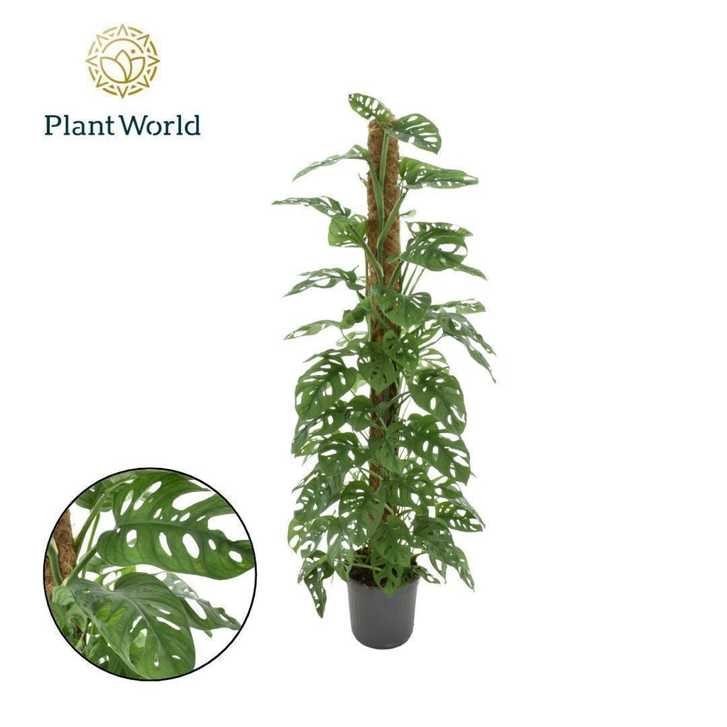 Monstera Ob Monkey Leaf
