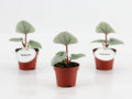 Anthurium Luurians