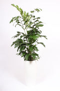 Caryota Mitis Kunststof Santorini Wit