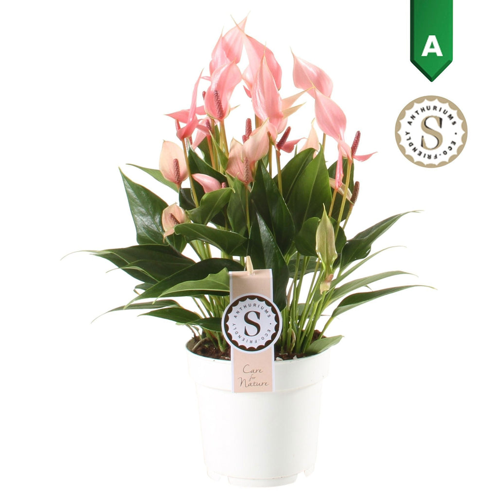 Anthurium St Lilli