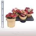 Kalanchoe Thyrsiflora variegata