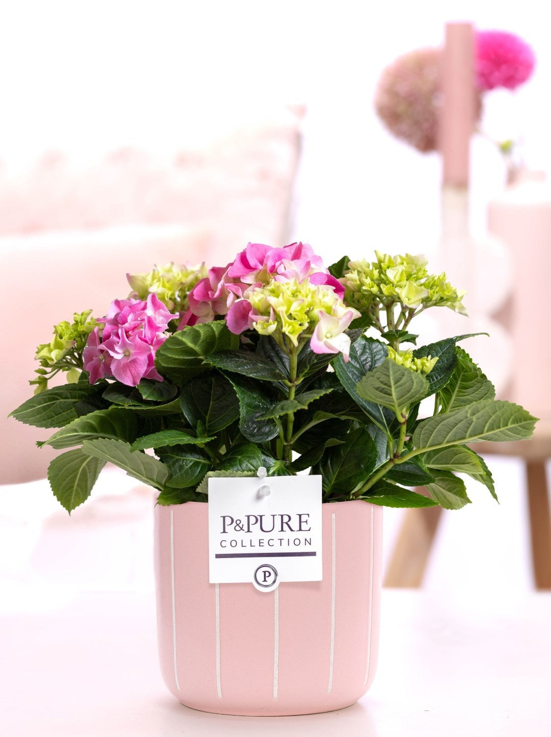 Hydrangea M Early Rosa 3+ Keramiek Fleur