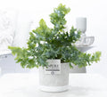 Phlebodium Davana Keramiek Jade