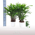 Rhapis Excelsa